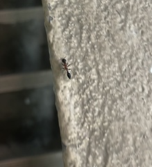 Tetraponera rufonigra