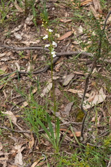 Stylidium armeria