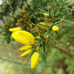 Ulex jussiaei