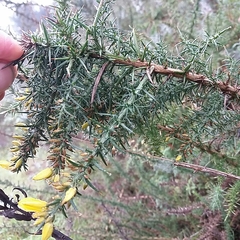 Ulex jussiaei