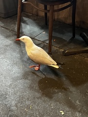 Chroicocephalus novaehollandiae