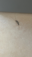Ctenolepisma lineatum
