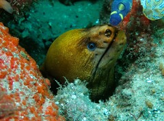 Gymnothorax prasinus