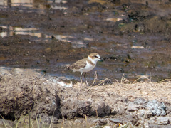 Charadrius javanicus