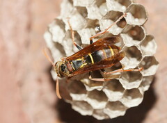 Polistes humilis humilis