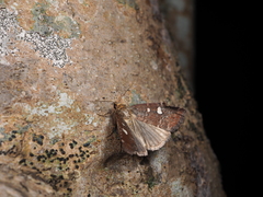 Acosmetia biguttula