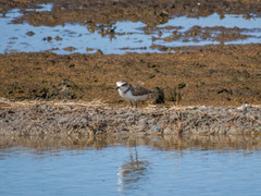 Charadrius javanicus