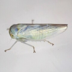 Populicerus albicans