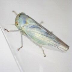 Populicerus albicans