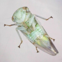 Populicerus albicans