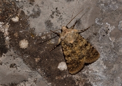 Oncocnemis michaelorum