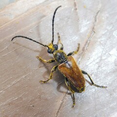 Pseudovadonia livida