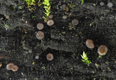 Strossmayeria basitricha