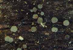 Strossmayeria basitricha