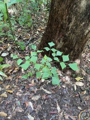 Erythrina vespertilio