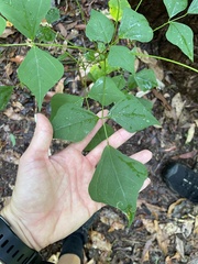Erythrina vespertilio
