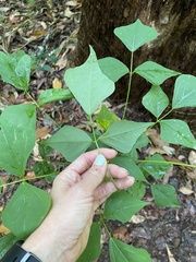 Erythrina vespertilio