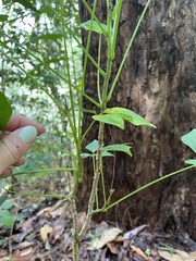 Erythrina vespertilio