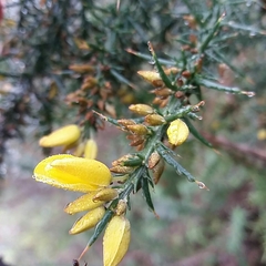 Ulex jussiaei