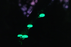 Mycena chlorophos