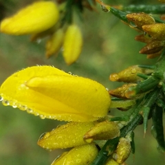 Ulex jussiaei