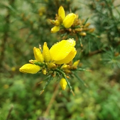 Ulex jussiaei
