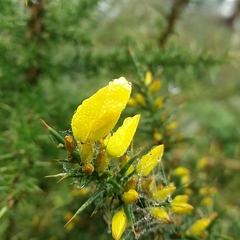 Ulex jussiaei