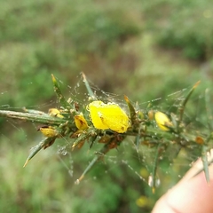 Ulex jussiaei