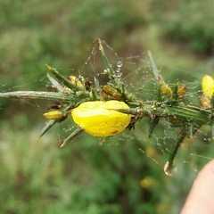 Ulex jussiaei