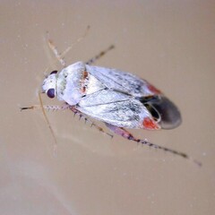 Sthenarus rotermundi