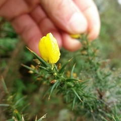 Ulex jussiaei