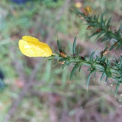 Ulex jussiaei