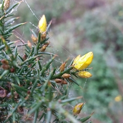 Ulex jussiaei