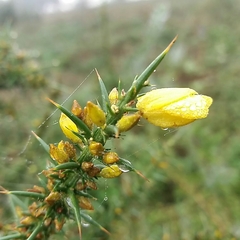 Ulex jussiaei