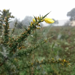 Ulex jussiaei