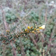 Ulex jussiaei