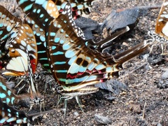 Graphium policenes