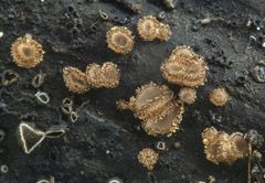 Trichopezizella rubroguttata