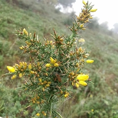 Ulex jussiaei