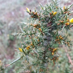 Ulex jussiaei
