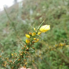Ulex jussiaei