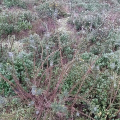 Ulex jussiaei