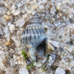 Nassarius livescens