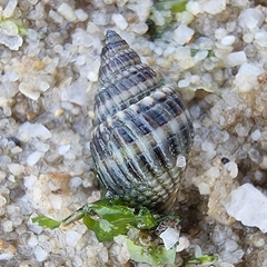 Nassarius livescens
