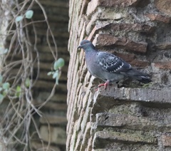 Columba livia domestica