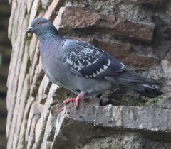 Columba livia domestica