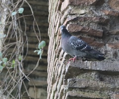Columba livia domestica