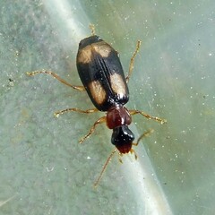 Dromius quadrimaculatus