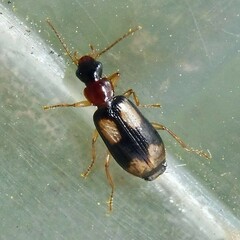 Dromius quadrimaculatus