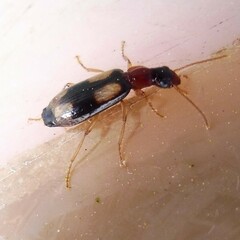 Dromius quadrimaculatus